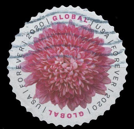 Chrysanthemum Global (U.S. 2020)
